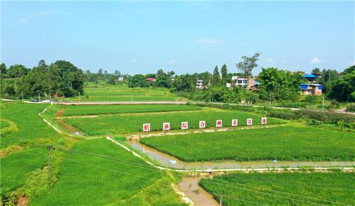 恒升镇夯实主导产业  描绘乡村振兴靓丽底色