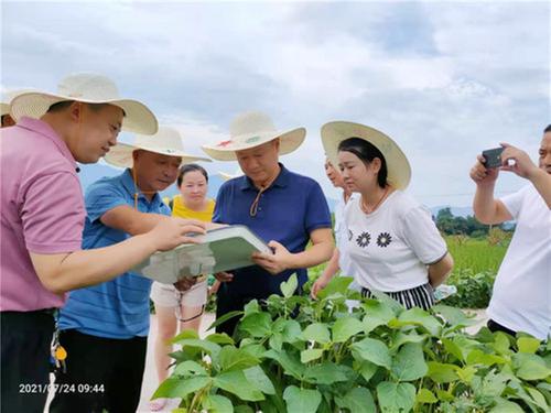岳池县加强稻飞虱防控工作调研督导