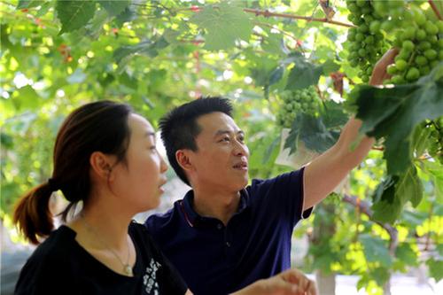 彭山区：一颗葡萄撬动乡村振兴