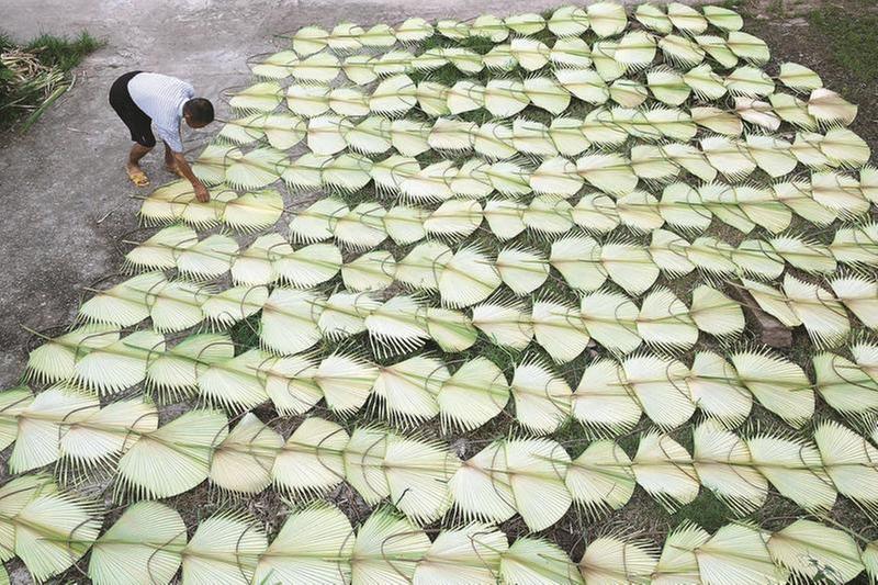 “三伏”时节制扇忙