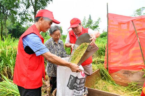 花桥镇：党员志愿者助农抢收水稻