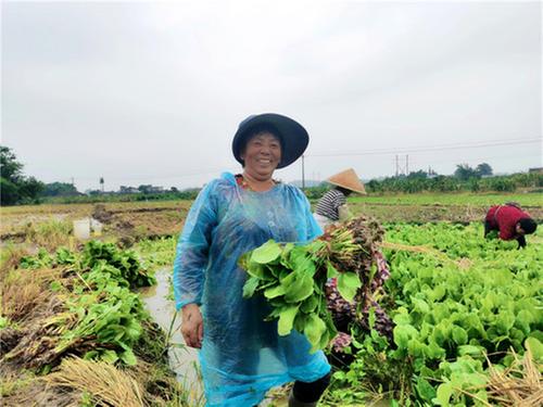 彭山区：1.8万亩泽泻开栽 