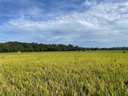 青神县：稻穗金黄成熟时 晴好天气忙抢收