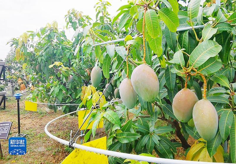 四川“数字经济”增添农业新动能