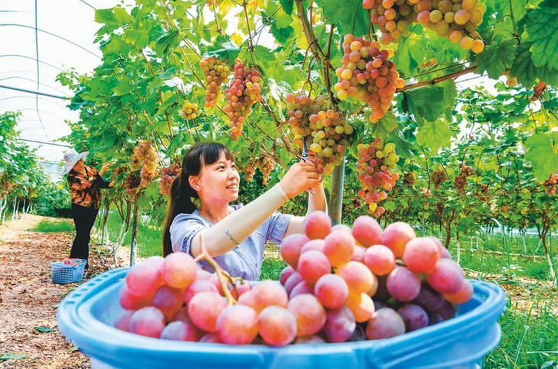 葡萄丰收迎客来