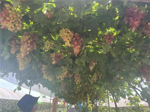 夹江县科协送科技下乡 助推葡萄产业振兴