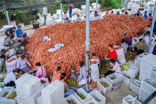 预计产值上亿元 彭山区近万亩猕猴桃喜获丰收