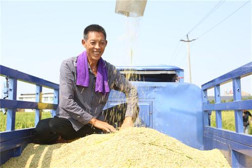 彭山区：18万余亩夏粮“开镰收割”