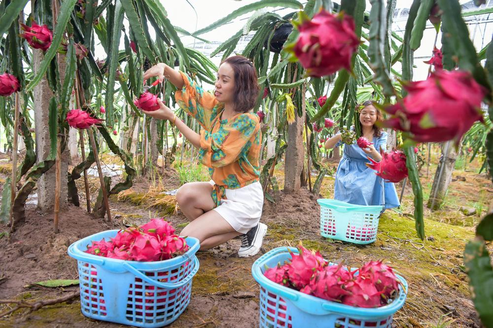 广安农场主种植火龙果托起创业增收梦