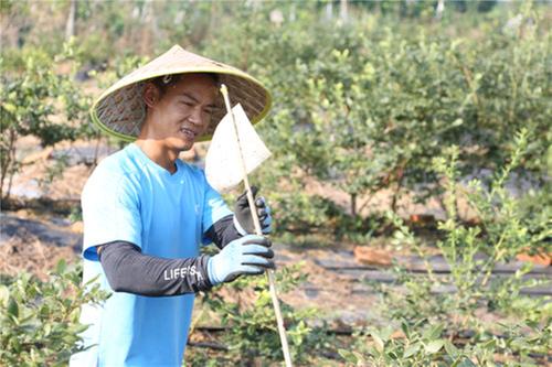 彭山区：生态种植打造现代农业升级版