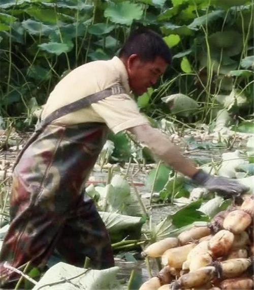 青神县兰沟村：莲花深处采藕忙