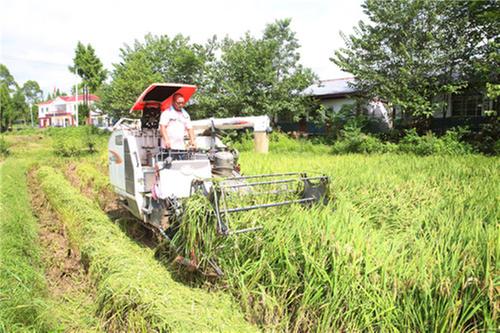 广安：水稻成熟喜开镰