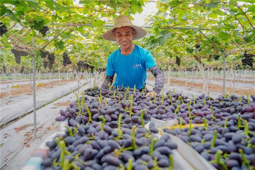 彭山区：葡萄基地供货忙