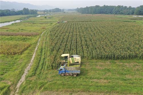 青神县5000亩玉米种植地助农增收