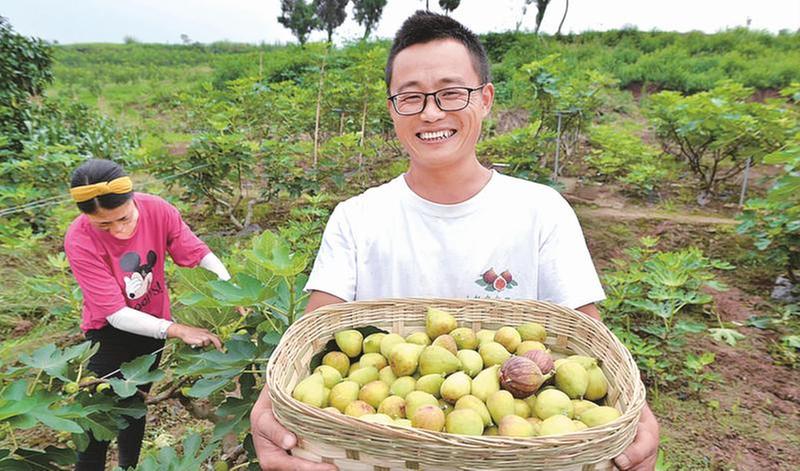 威远小伙巧种无花果年收入超20万元