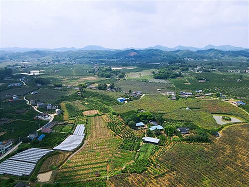 彭山区：一颗猕猴桃成“致富果”