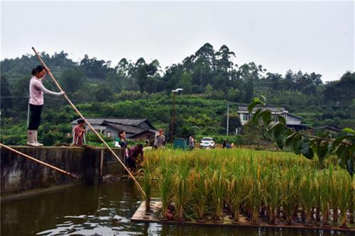 丹棱县：渔塘增种水稻，一亩水面产330公斤