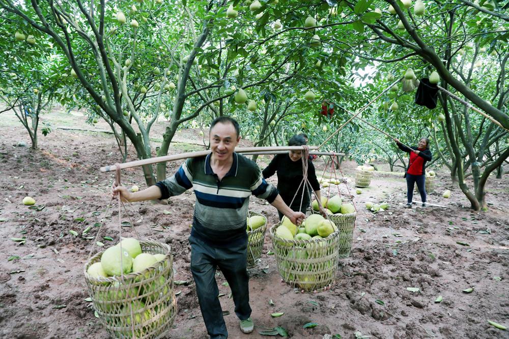 广安：欢歌笑语庆丰收