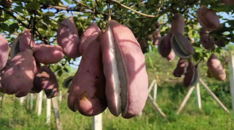 四川八月瓜产业的实践之路