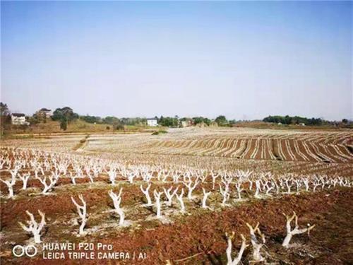 武胜县蚕桑产业发展成效显著