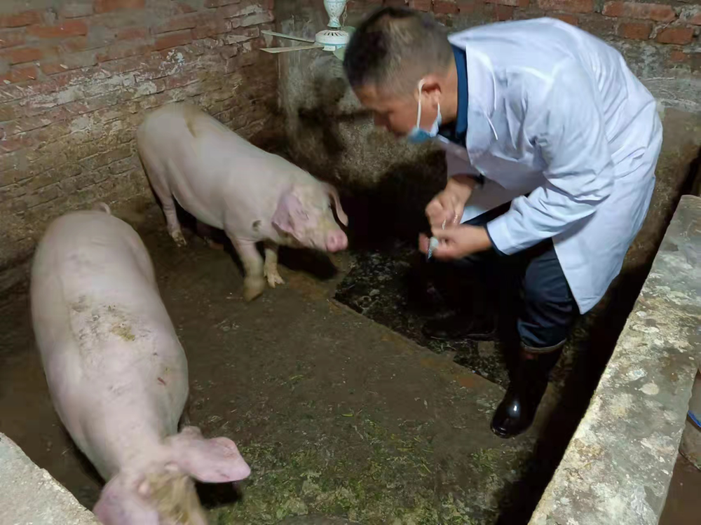 广安经开区奎阁街道：严格落实“四个强化”筑牢 秋季动物疫病防控防线