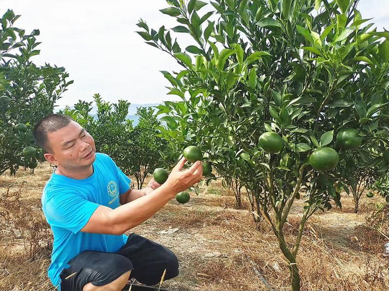返乡青年发展生态农业让荒草坡变“聚宝盆”