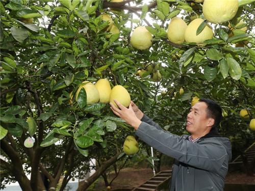 广安：金色果实收获“金色财富”