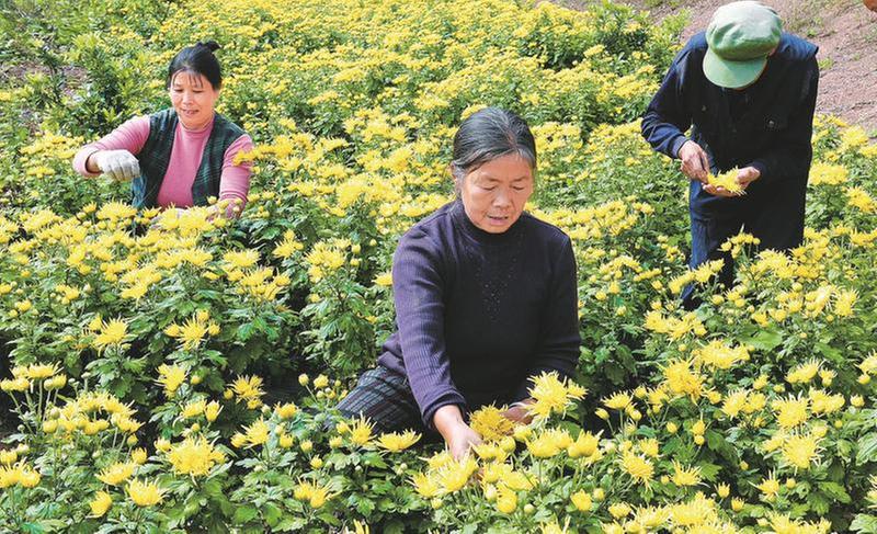 南江县科协“三抓三提三促”推进“天府科技云服务”高质量发展