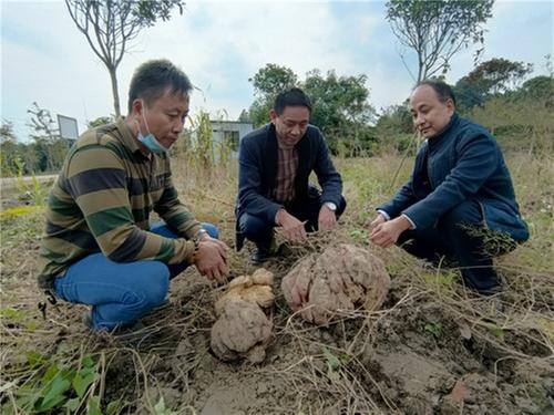青神农民种出“巨无霸”红薯