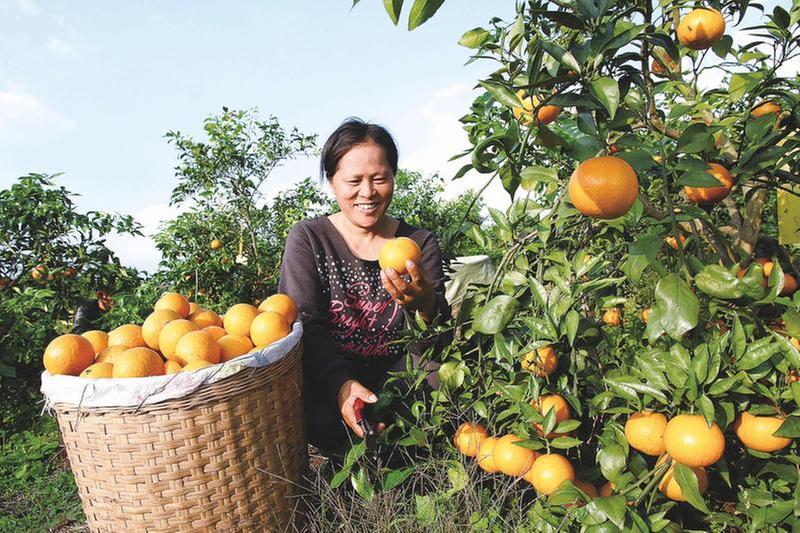 荒山坡变“花果山”