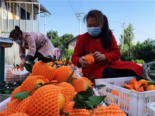青神：电商发货忙 激战“双十一”