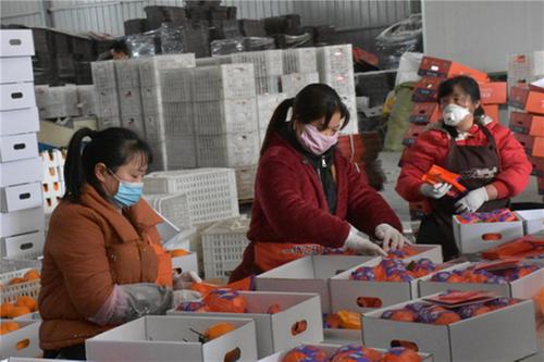 疫情下的“丹棱桔橙”：破题突围构建销售新模式