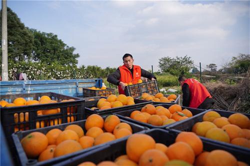 彭山区：志愿服务“红”了果园暖了人心