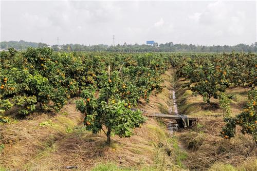 浓溪镇：小小沙糖桔  喜迎丰收季
