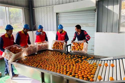 邻水县：电力助农脐橙“大丰收”