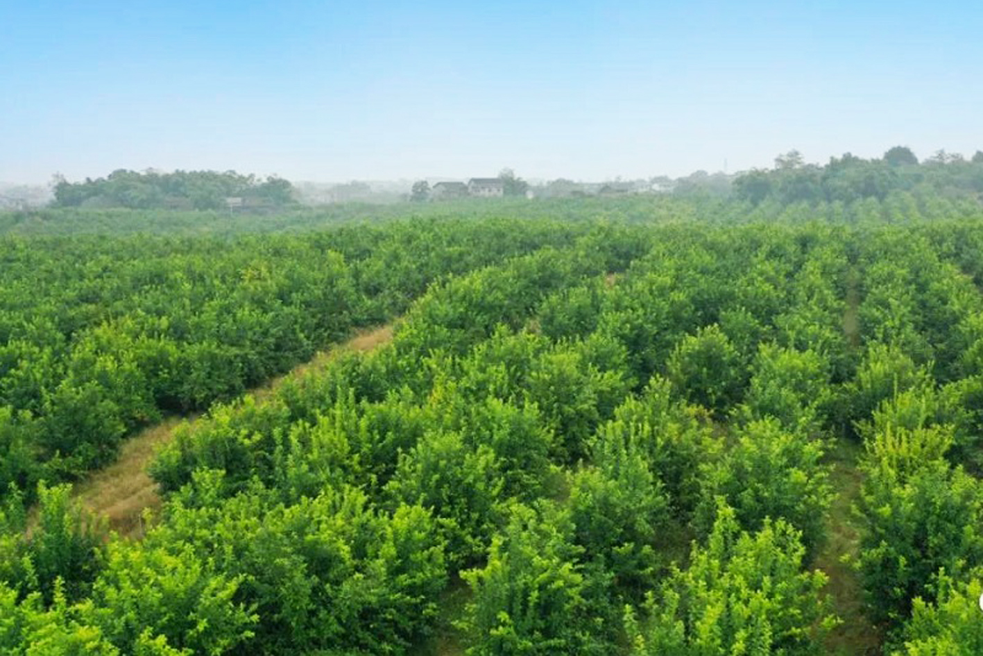 飞龙镇：“酸”柠檬赋能乡村振兴“甜”日子
