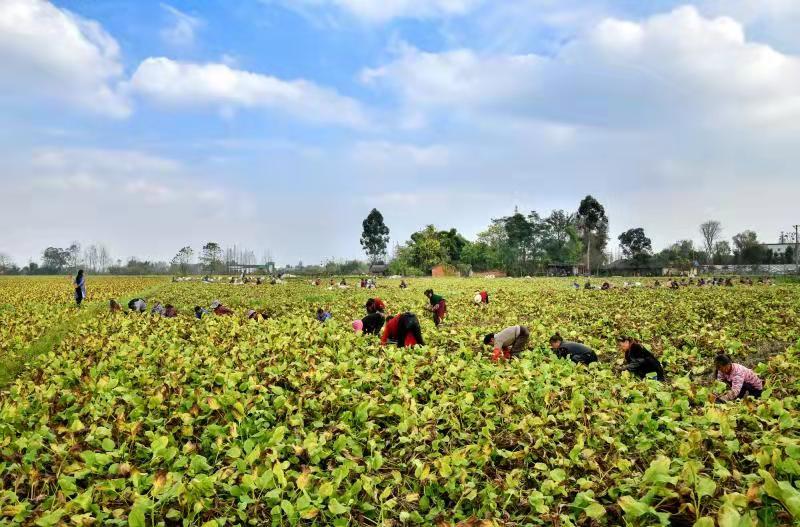 彭山区万亩泽泻丰收