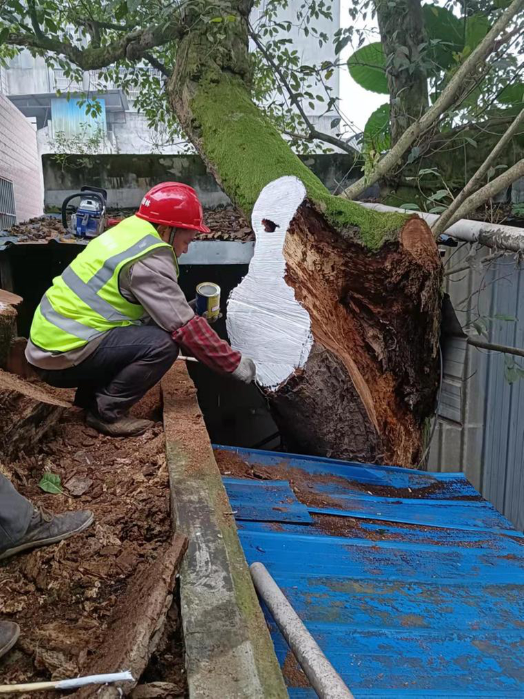 东坡区“4+3”模式抓好古树名木复壮修复工作