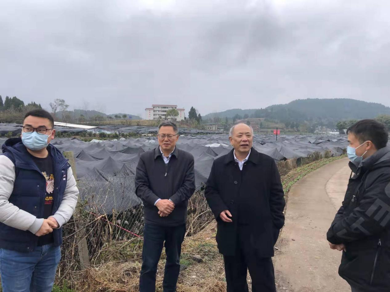 柑橘产业科技特派员赴乐至县调研