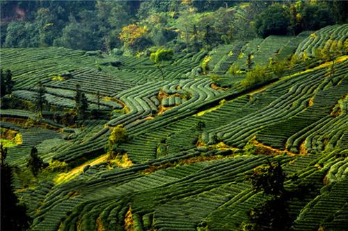 丹棱县340吨中高端绿茶出口乌兹别克斯坦