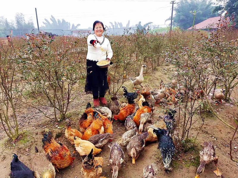种养结合 泸州村民让空闲土地“生金”