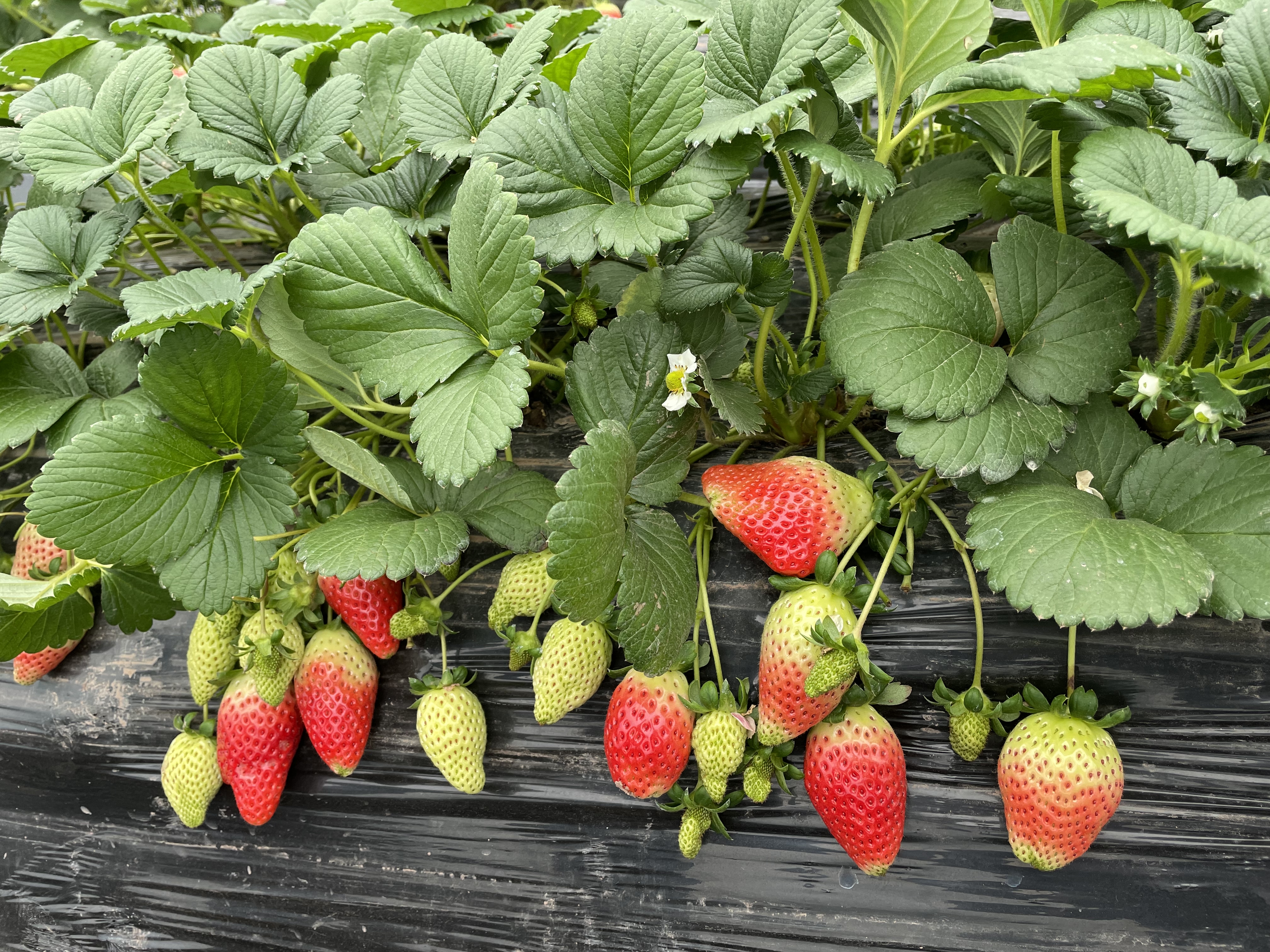 摘草莓啦！成都东部新区石板凳街道第三届草莓采摘游活动将于1月14日启动