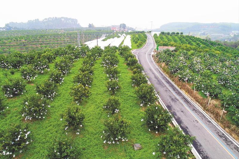 文荣中：步履不停走好农业科技创新之路