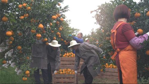 丹棱县：聚焦乡村振兴办实事 描绘乡村富美宜居图