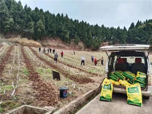 资阳乐至蚕桑：“三早”绘就春耕新画卷