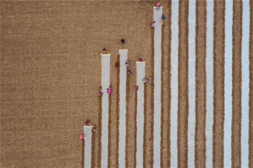 青神县：不误农时不负春 农业生产有妙招