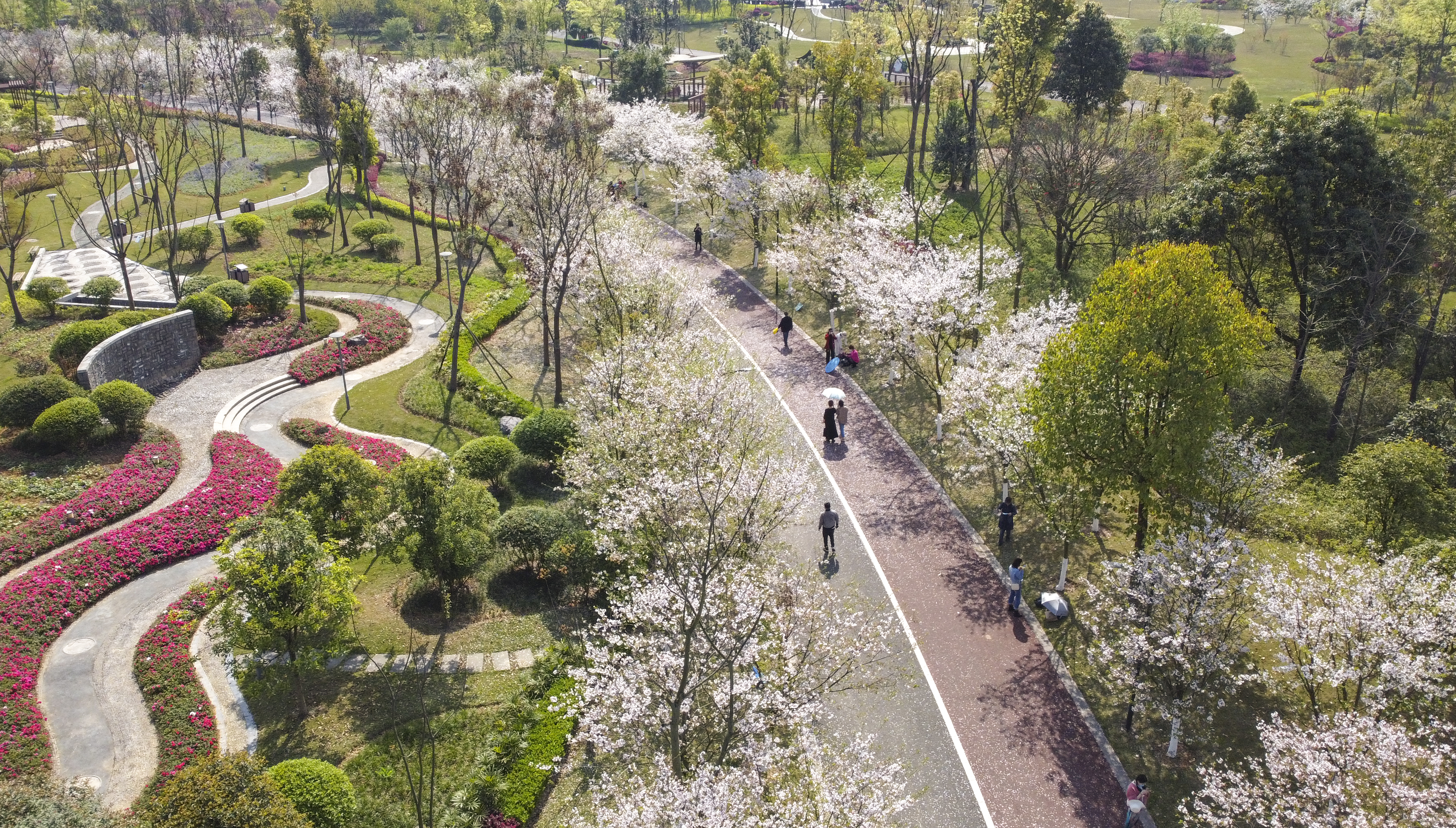 去东坡 共赴一场与樱花的约会