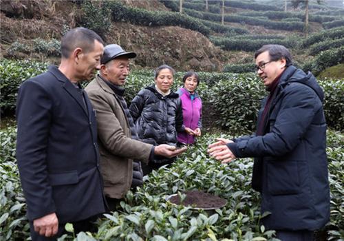 丹棱县：提品质 创品牌 打造高端绿茶出口地