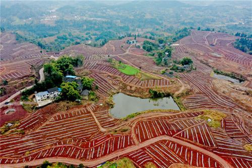 彭家乡发展水果产业推进乡村振兴