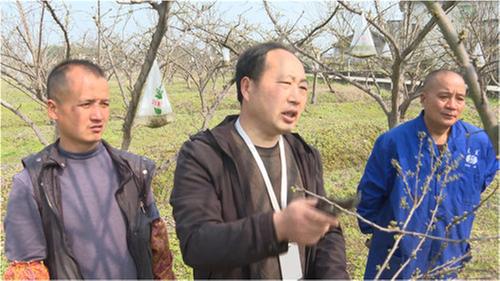 复兴镇：加强果树春管  技术服务到园